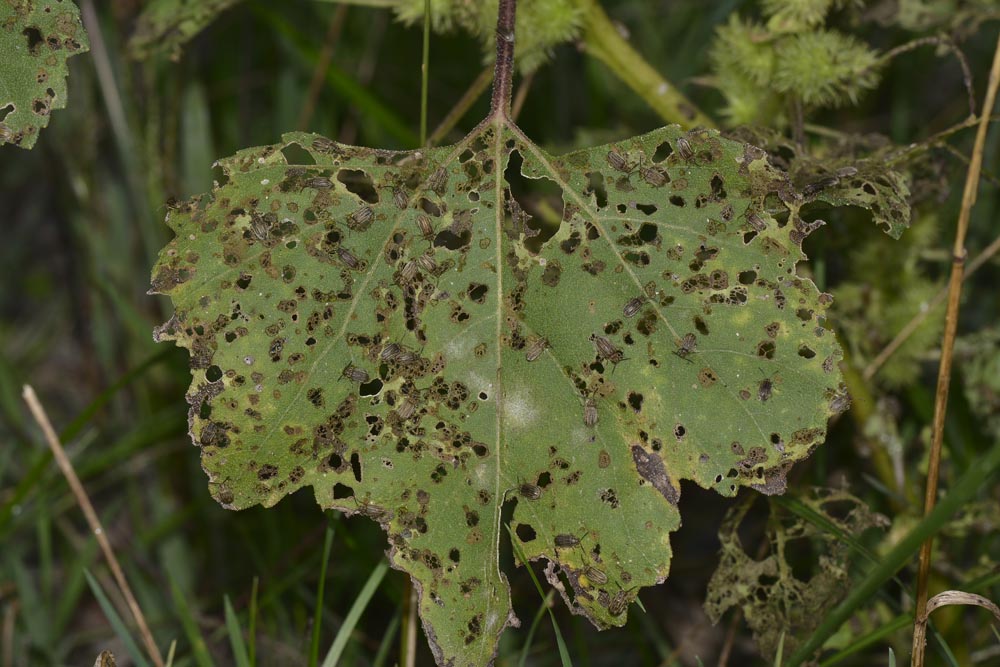 Ophraella communa, Crisomelide esotico